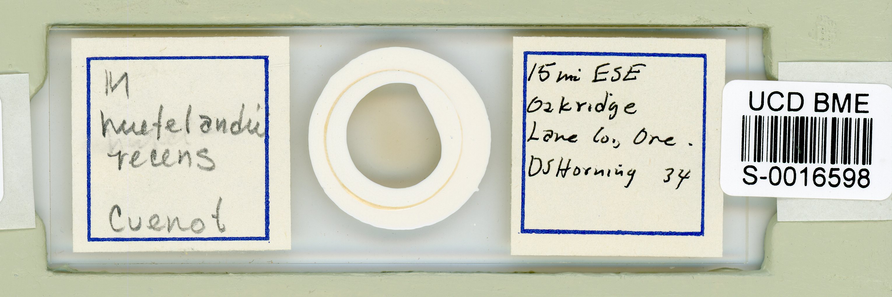Macrobiotus recens image
