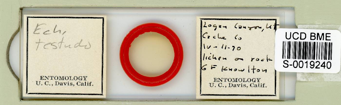 Echiniscus testudo image