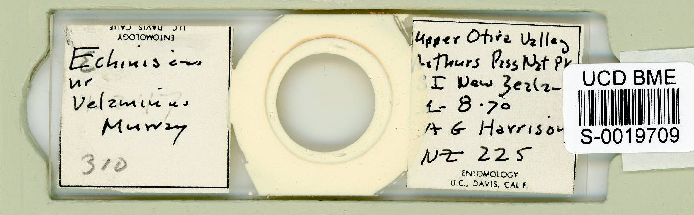 Echiniscus velaminis image