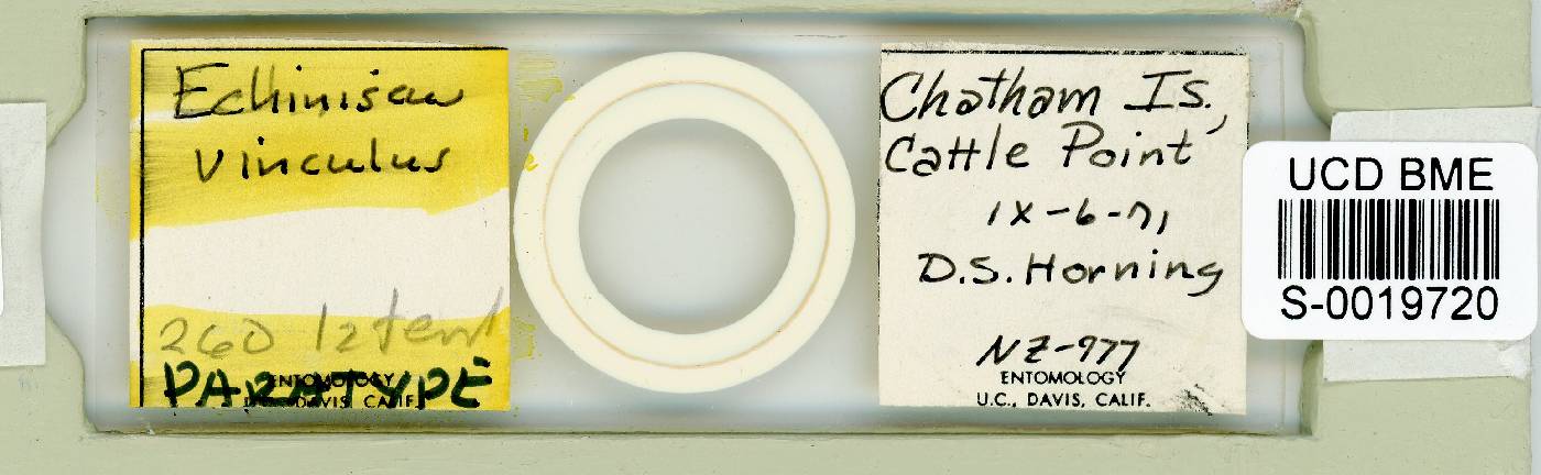 Echiniscus vinculus image