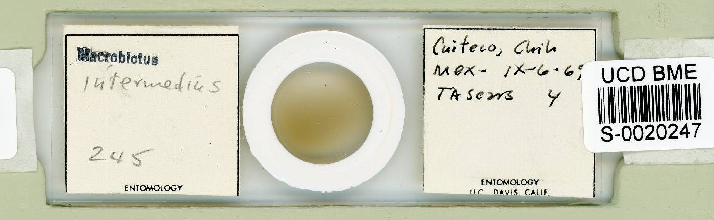 Minibiotus intermedius image