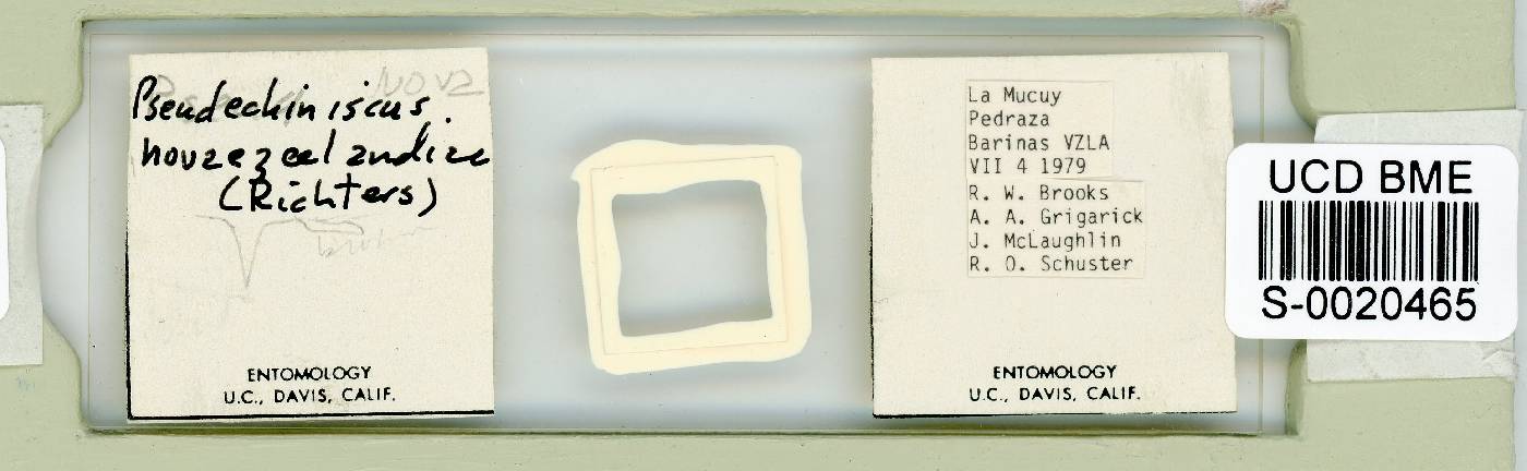 Pseudechiniscus novaezeelandiae image