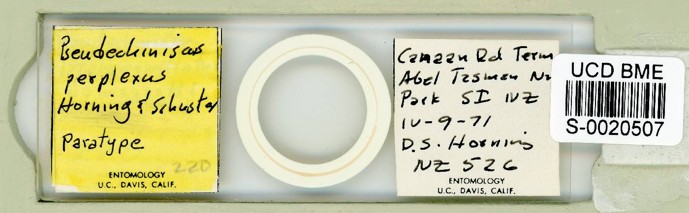 Antechiniscus perplexus image
