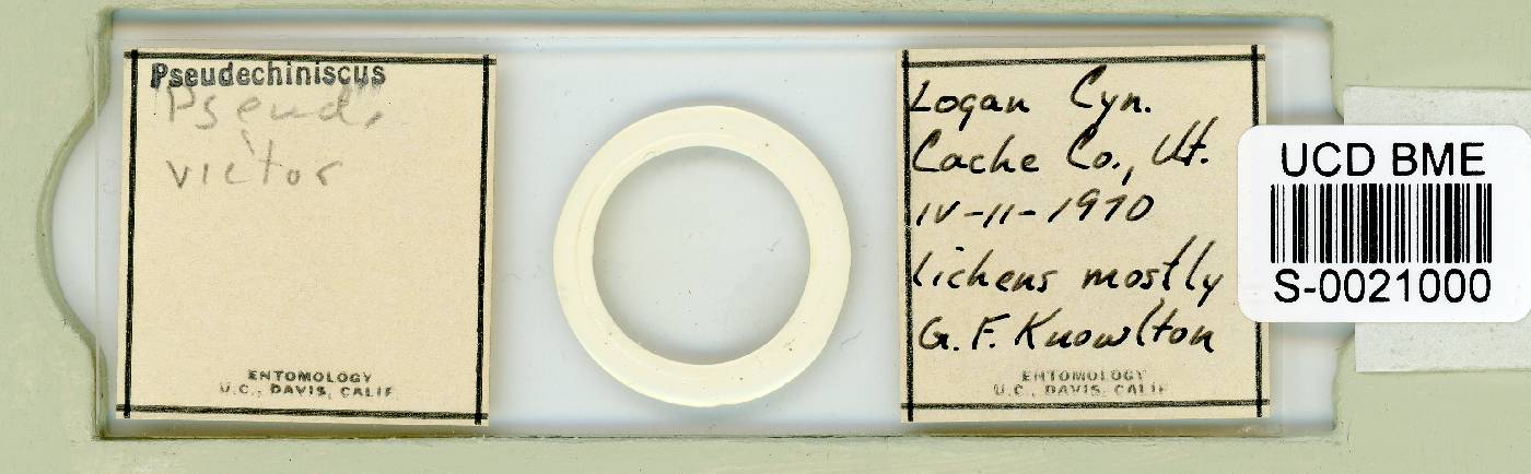 Acanthechiniscus victor image