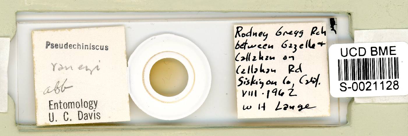 Multipseudechiniscus raneyi image