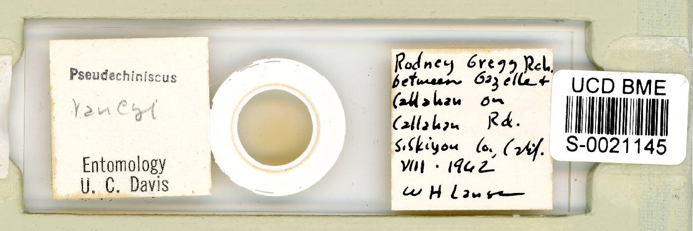 Multipseudechiniscus raneyi image
