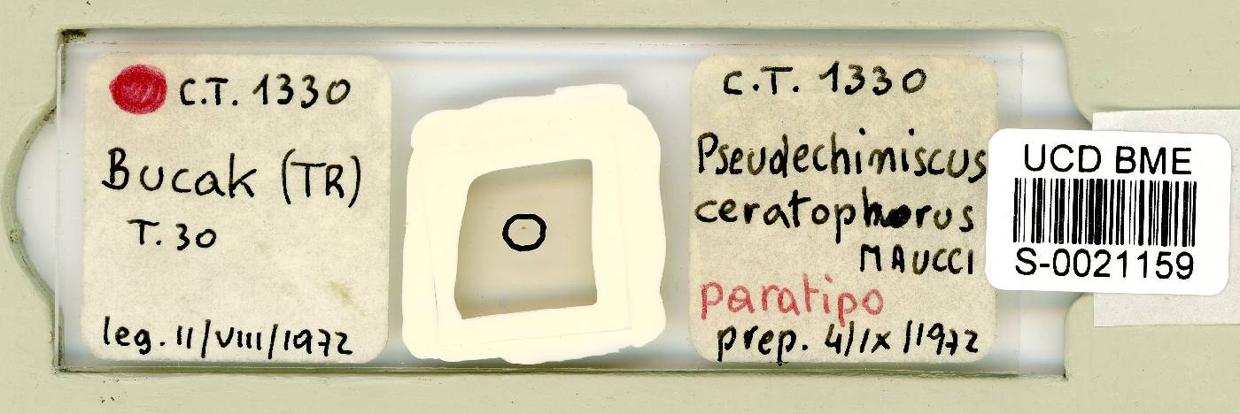 Cornechiniscus ceratophorus image