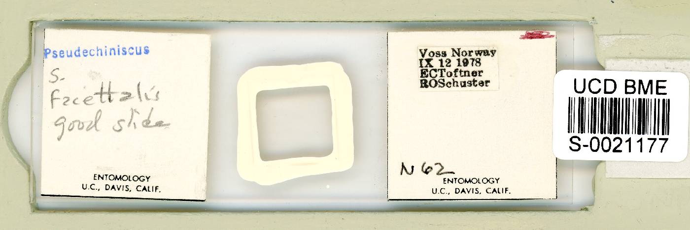 Pseudechiniscus ramazzottii facettalis image