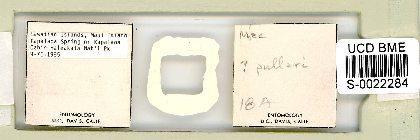 Murrayon pullari image