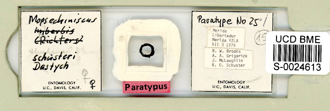 Mopsechiniscus image
