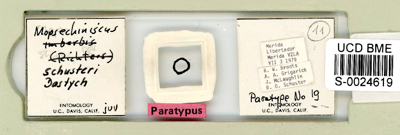 Mopsechiniscus schusteri image