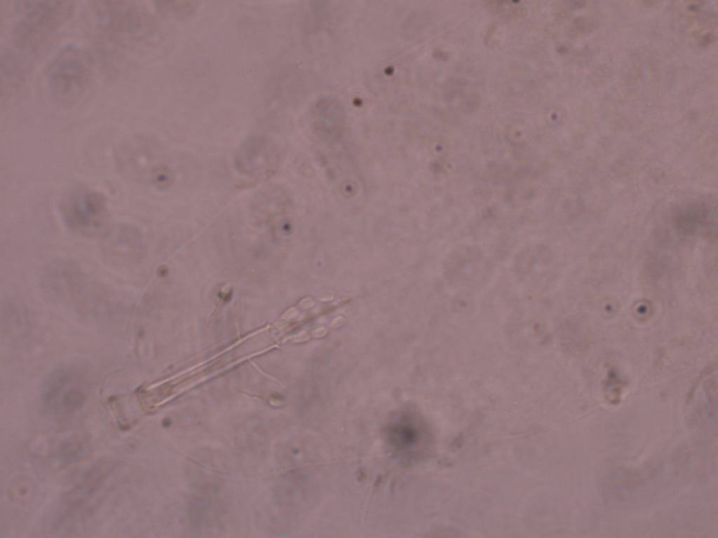 Schusterius tridigitus image