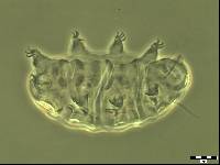 Bryodelphax parvuspolaris image