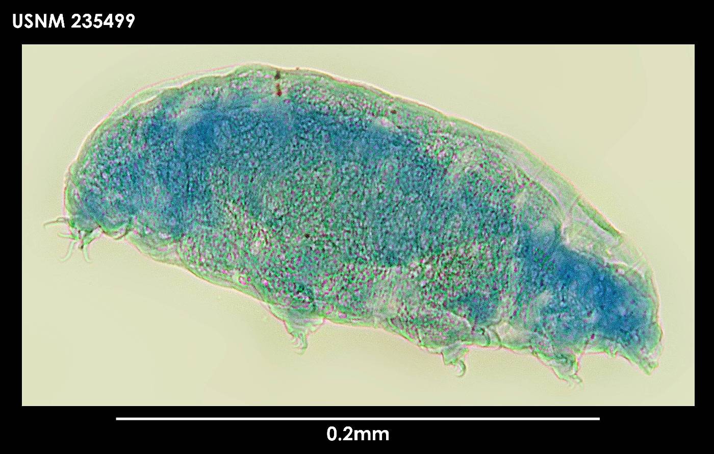 Diphascon chilenense image