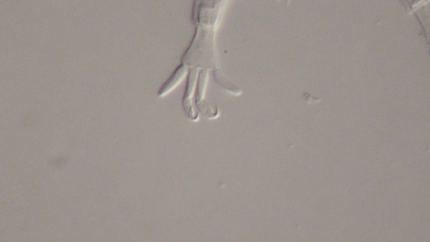 Halechiniscidae image