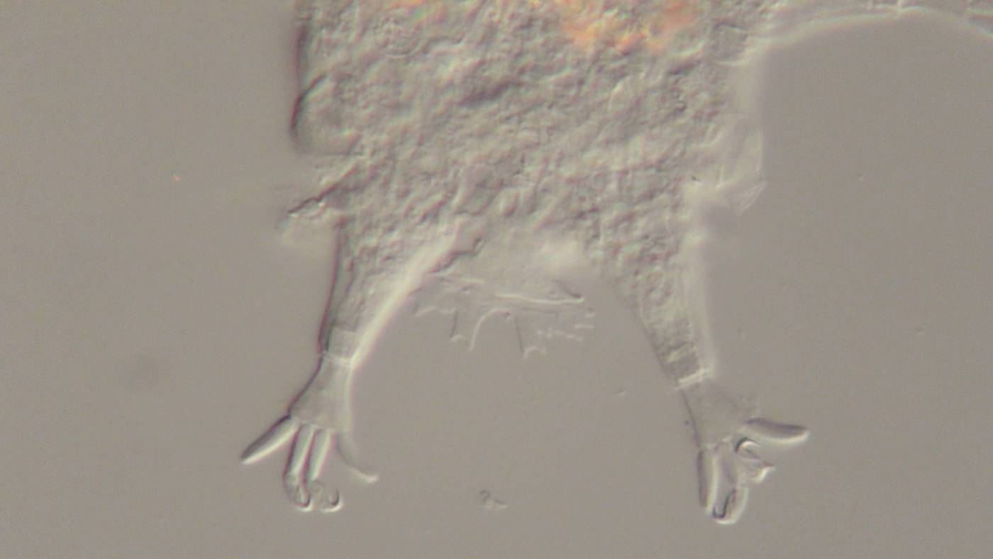 Halechiniscidae image