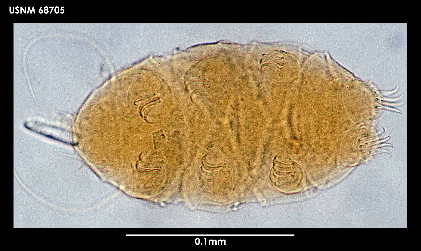 Echiniscus jenningsi image