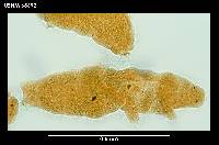 Minibiotus weinerorum image