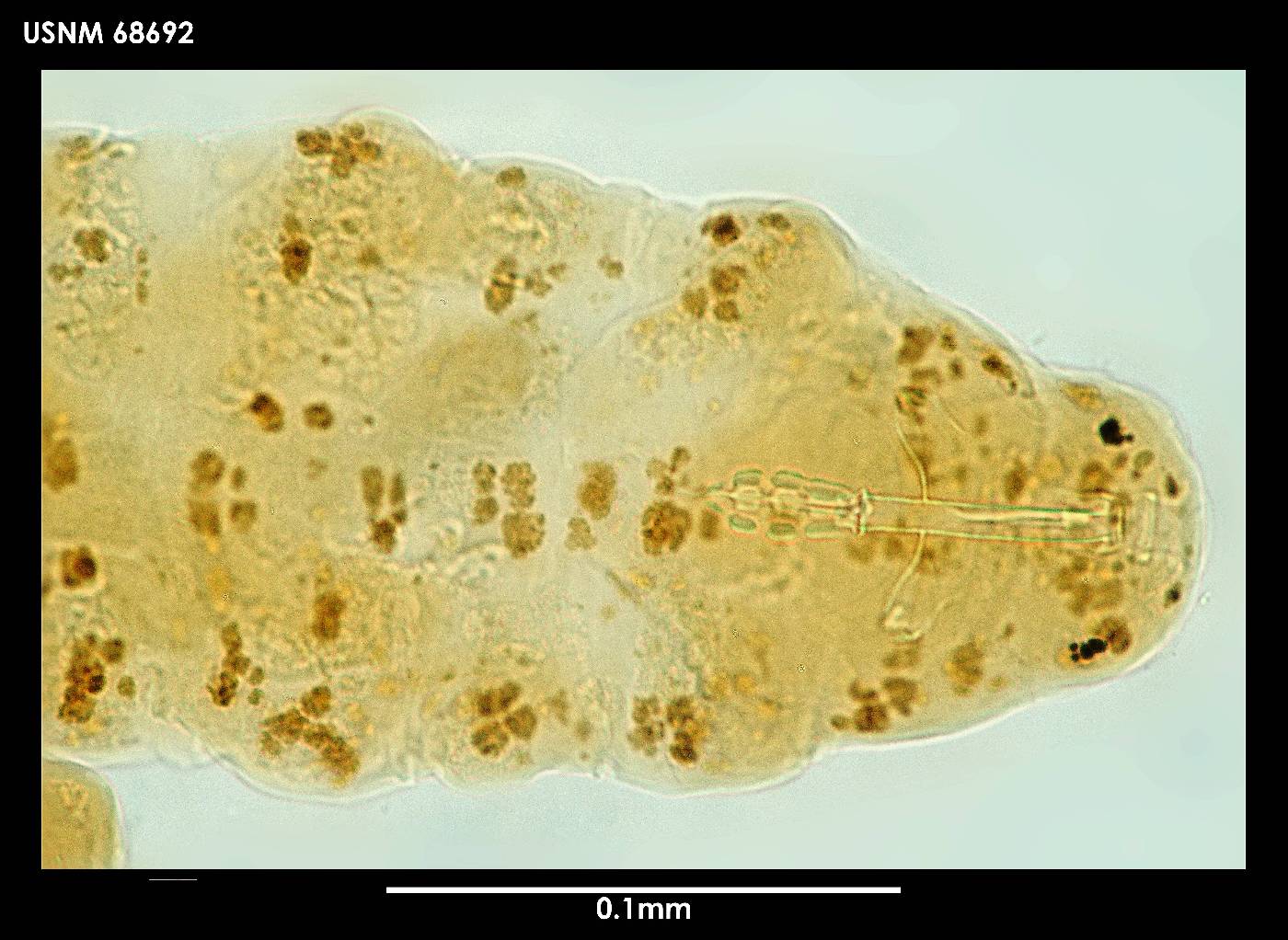 Minibiotus weinerorum image