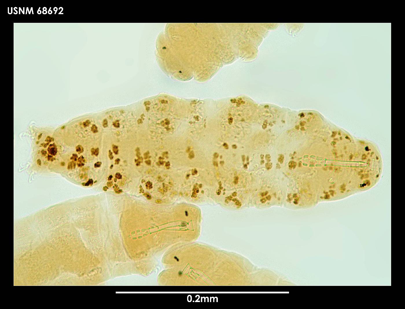 Mesobiotus blocki image