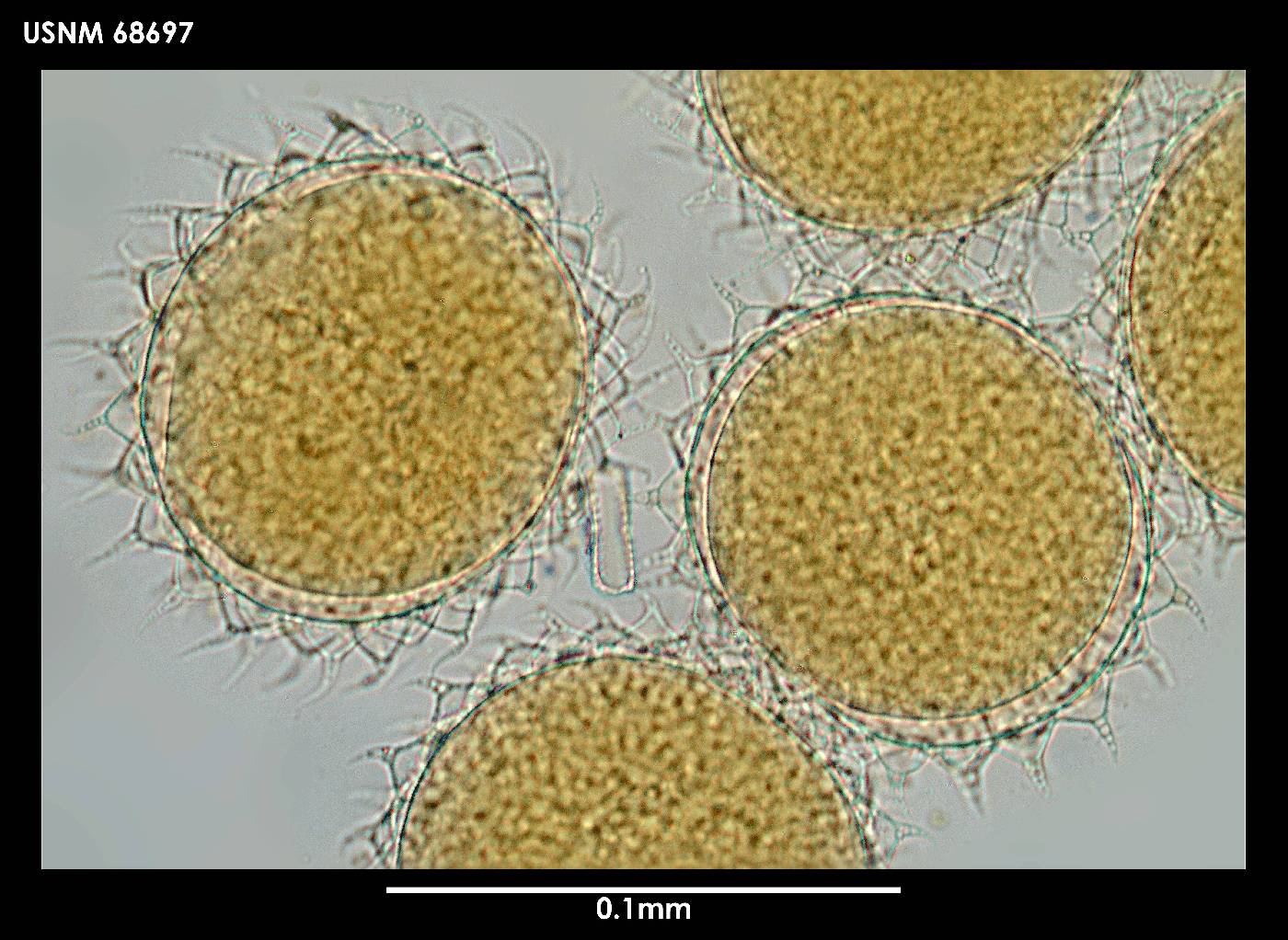 Mesobiotus blocki image