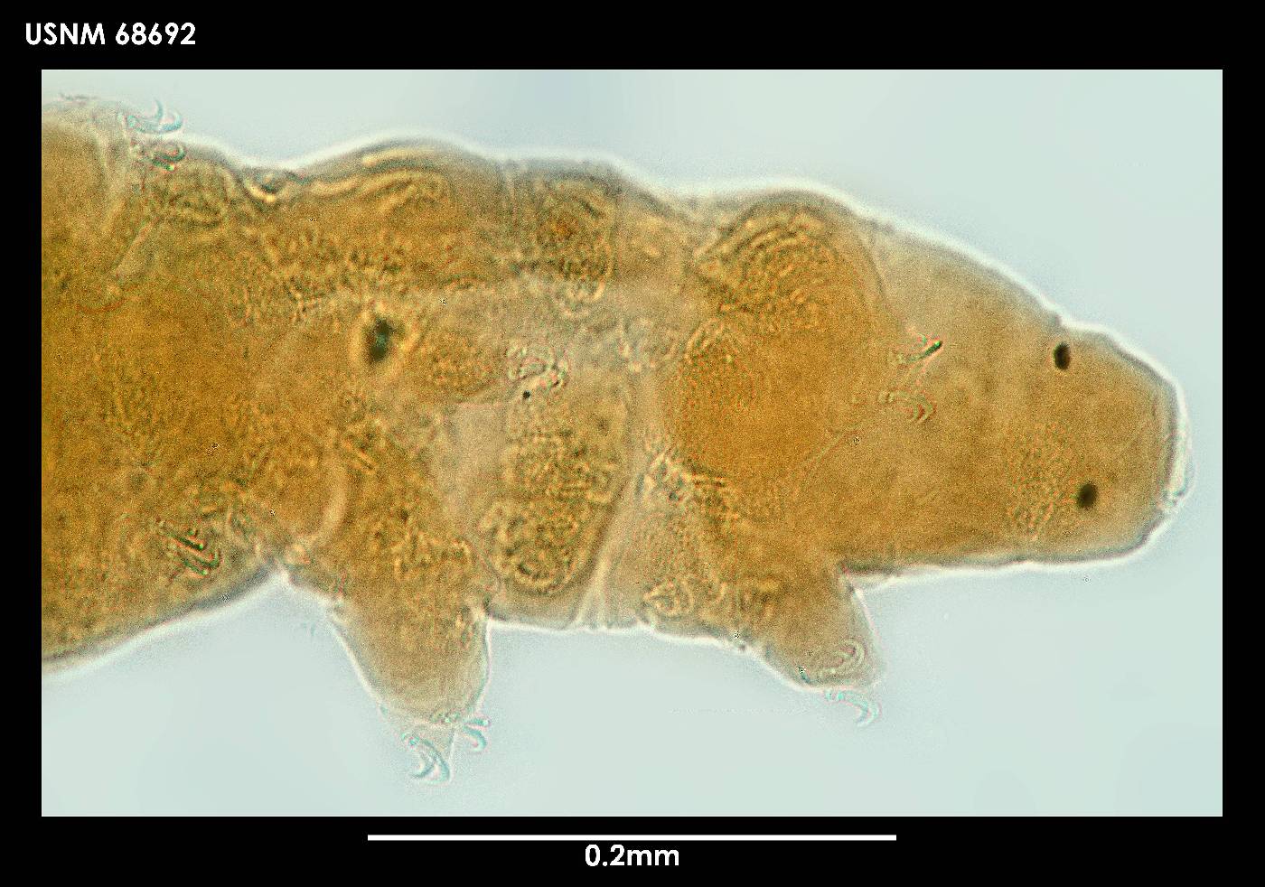 Minibiotus weinerorum image