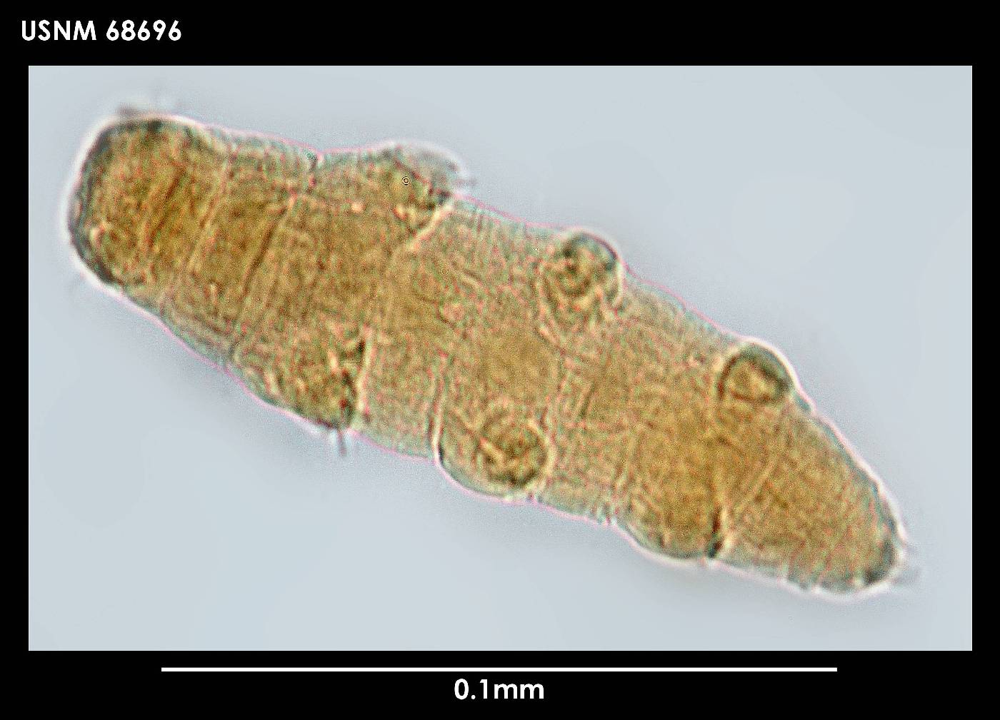 Diphascon chilenense image