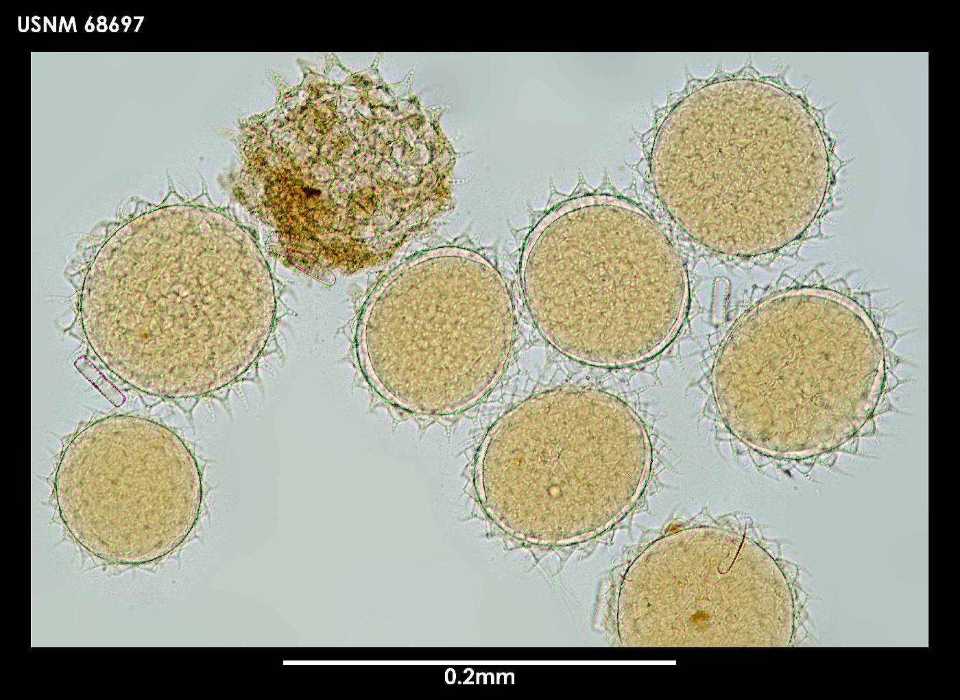 Mesobiotus blocki image