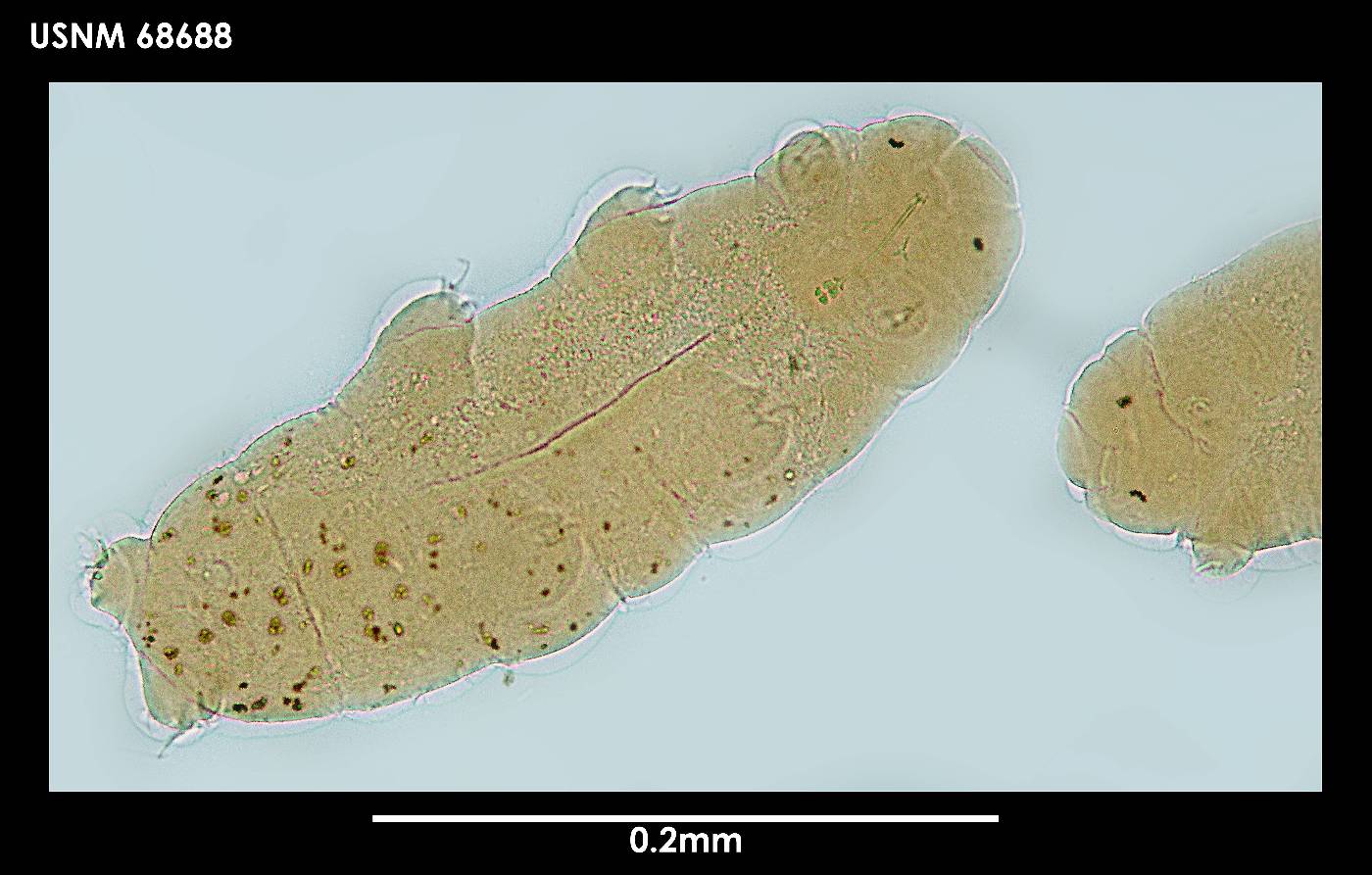 Hebesuncus schusteri image