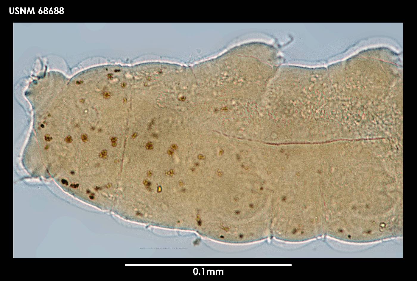 Hebesuncus schusteri image