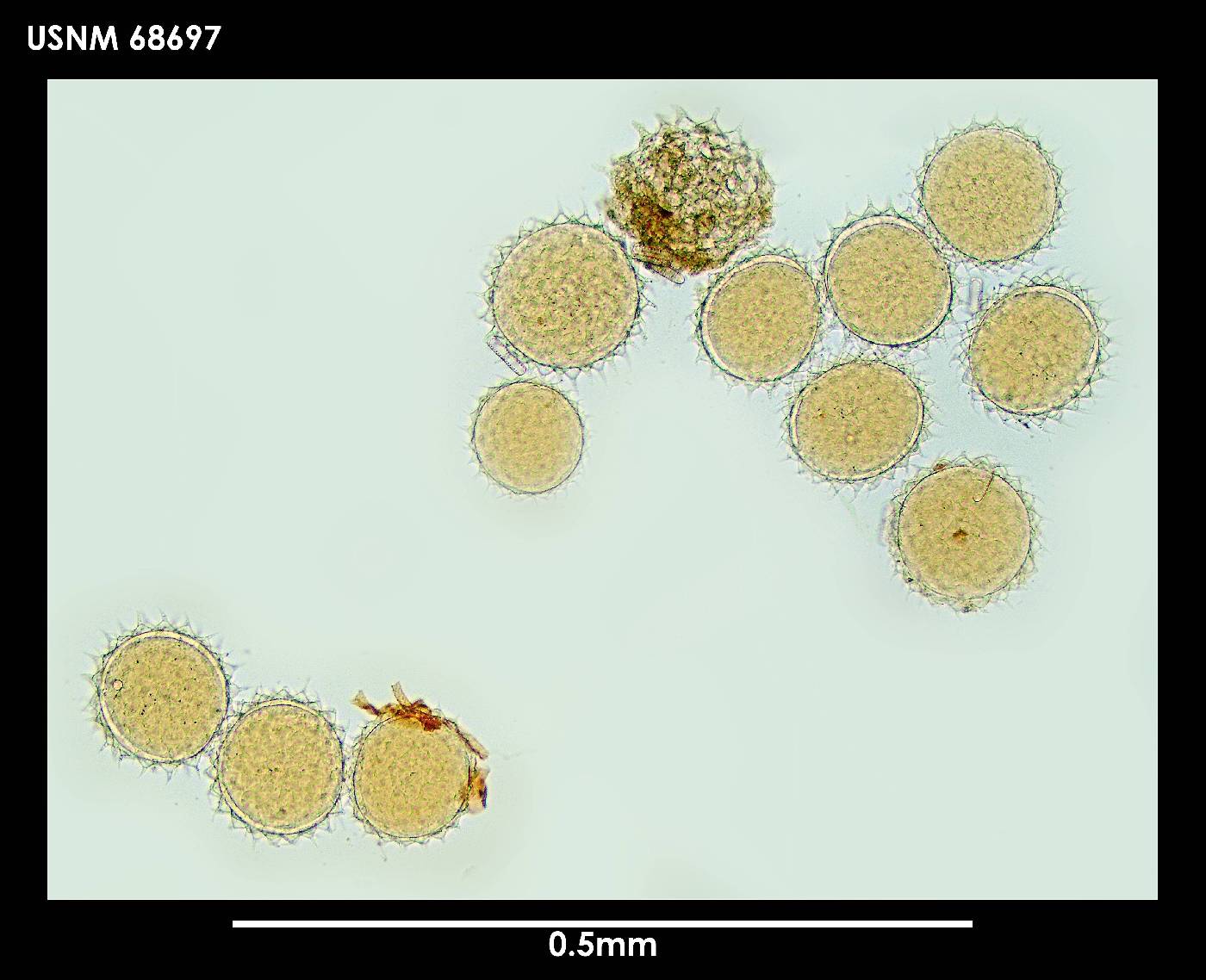 Mesobiotus blocki image