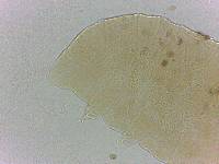 Bryodelphax crossotus image