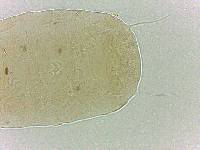 Bryodelphax crossotus image