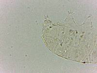 Bryodelphax dominicanus image
