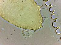 Bryodelphax parvulus image