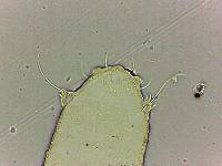 Bryodelphax tatrensis image