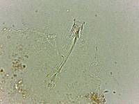 Doryphoribius flavus image