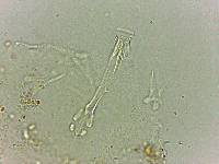Doryphoribius flavus image